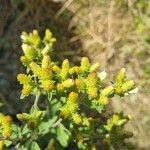 Inula conyza Fula