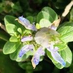 Coleus caninus Flower