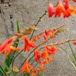 Crocosmia aurea Λουλούδι