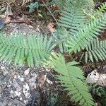 Lastreopsis vieillardii Habit