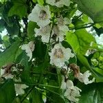 Catalpa speciosa Квітка