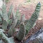 Gasteria carinata Leaf