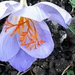 Crocus speciosus Blüte