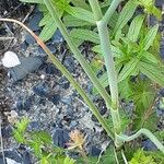 Allium sphaerocephalon बार्क (छाल)