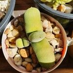 Pleiospilos simulans Hoja