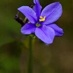 Aristea ecklonii Flower