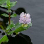 Pontederia rotundifolia Кветка