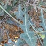 Launaea procumbens Leaf