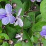 Rotheca myricoides फूल