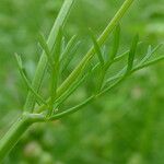 Bifora testiculata Leaf