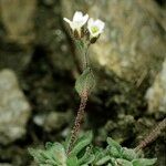 Draba dubia Hábito