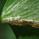 Asplenium friesiorum Leaf