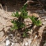 Anthemis maritima Blatt