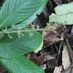 Arachnothryx buddleioides Φύλλο