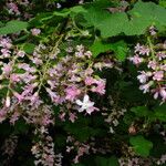 Ribes sanguineum 花