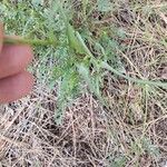 Tragopogon angustifolius 葉
