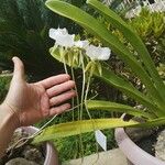 Angraecum longicalcar Blüte