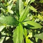 Alternanthera philoxeroides Leaf