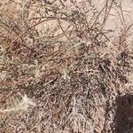 Artemisia herba-alba Liść