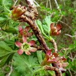 Ribes nigrum Flower