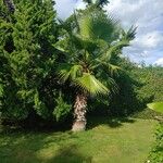 Washingtonia robusta পাতা