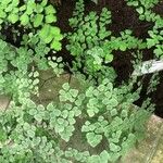 Adiantum tenerum Blad