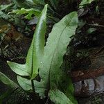 Bolbitis fluviatilis Leaf