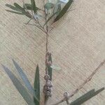Callistemon viminalis Fruit