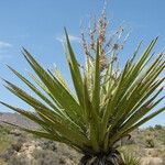 Yucca schidigera Fruct