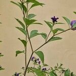 Lycianthes rantonnetii Libunga