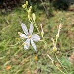 Anthericum ramosum Fula