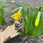 Narcissus minor Fleur