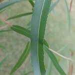 Salix nigra Leaf