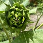 Helianthus annuus Annet