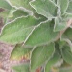 Helichrysum foetidum Blatt
