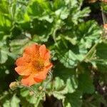 Geum coccineum Fiore