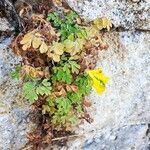 Pseudo-fumaria lutea Flor