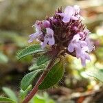 Thymus serpyllum Hábito