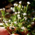 Stevia micrantha Flower