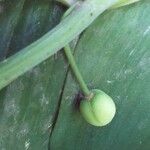 Polygonatum odoratum Φρούτο