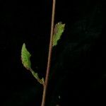 Hieracium diaphanoides 形態