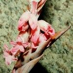 Dracophyllum alticola Flower