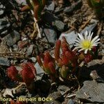 Mesembryanthemum nodiflorum Hábito