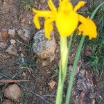 Iris juncea Fiore