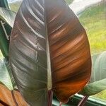 Philodendron erubescens Blad