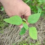 Desmodium tortuosum पत्ता