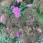 Spiraea japonicaFlower