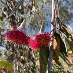 Eucalyptus caesia 花