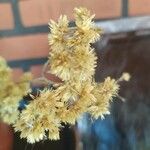 Achyrocline saturejoides Květ