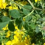 Coronilla valentina Blatt